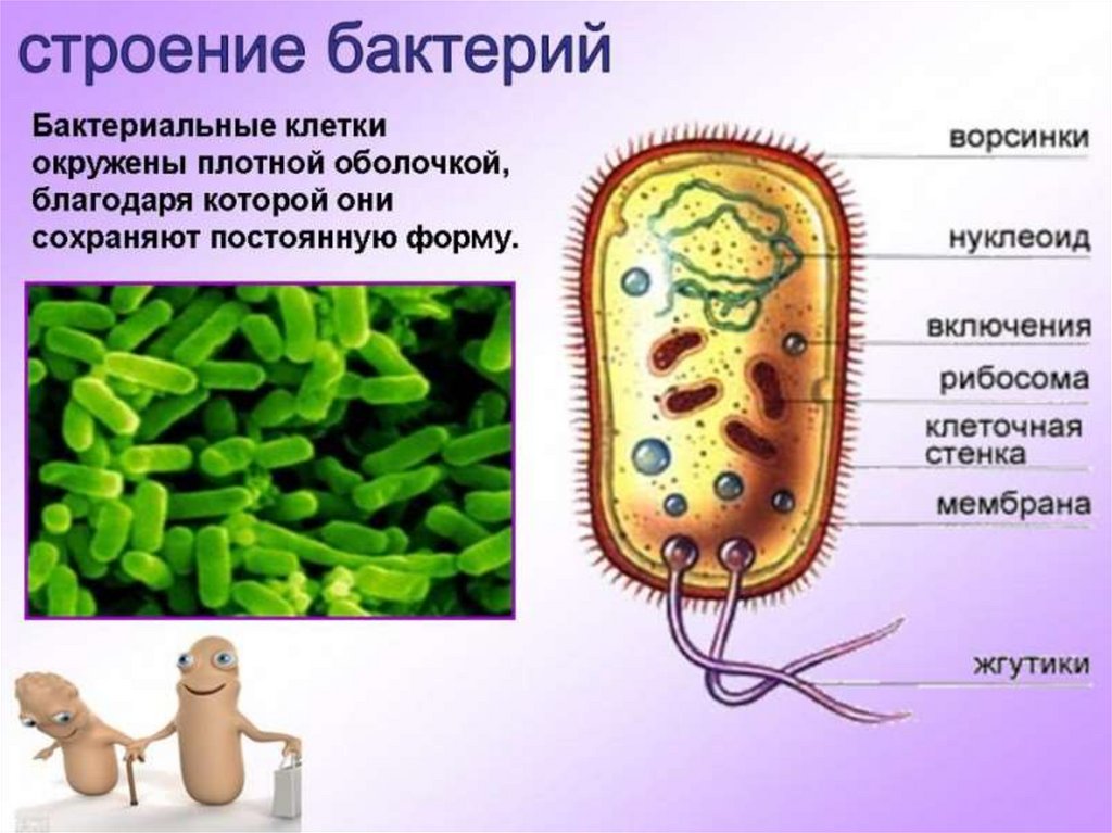 Сделайте вывод о разнообразии форм тела бактерий. Клеточное строение царства бактерии. 6 Класс биология бактерии бактерии. Строение бактерии биология 5. Строение и жизнедеятельность бактерий 6 класс.