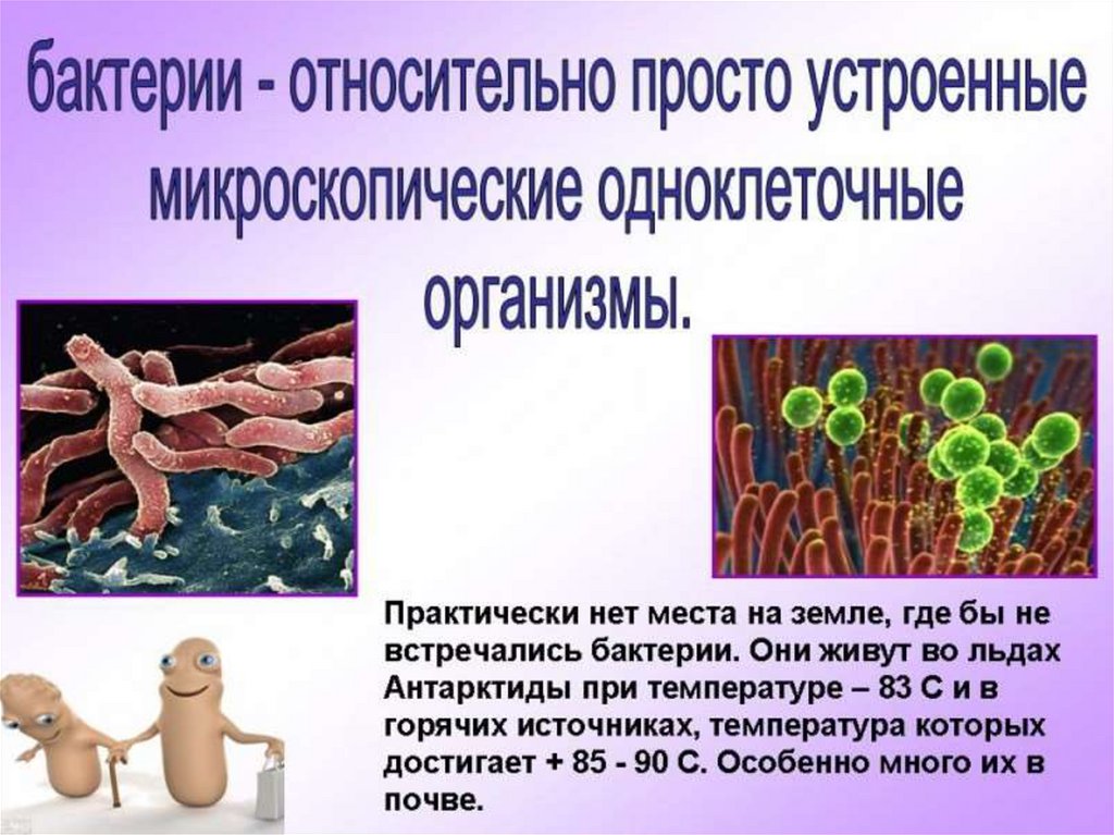 Появление бактерий в организме
