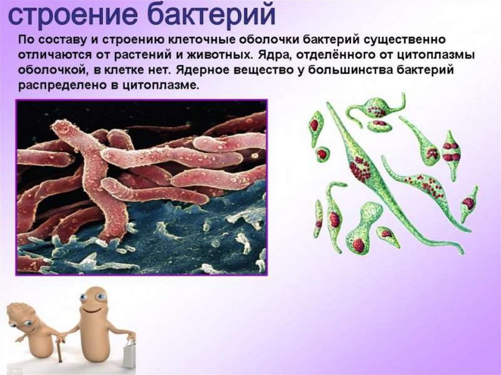 Проект по биологии бактерии