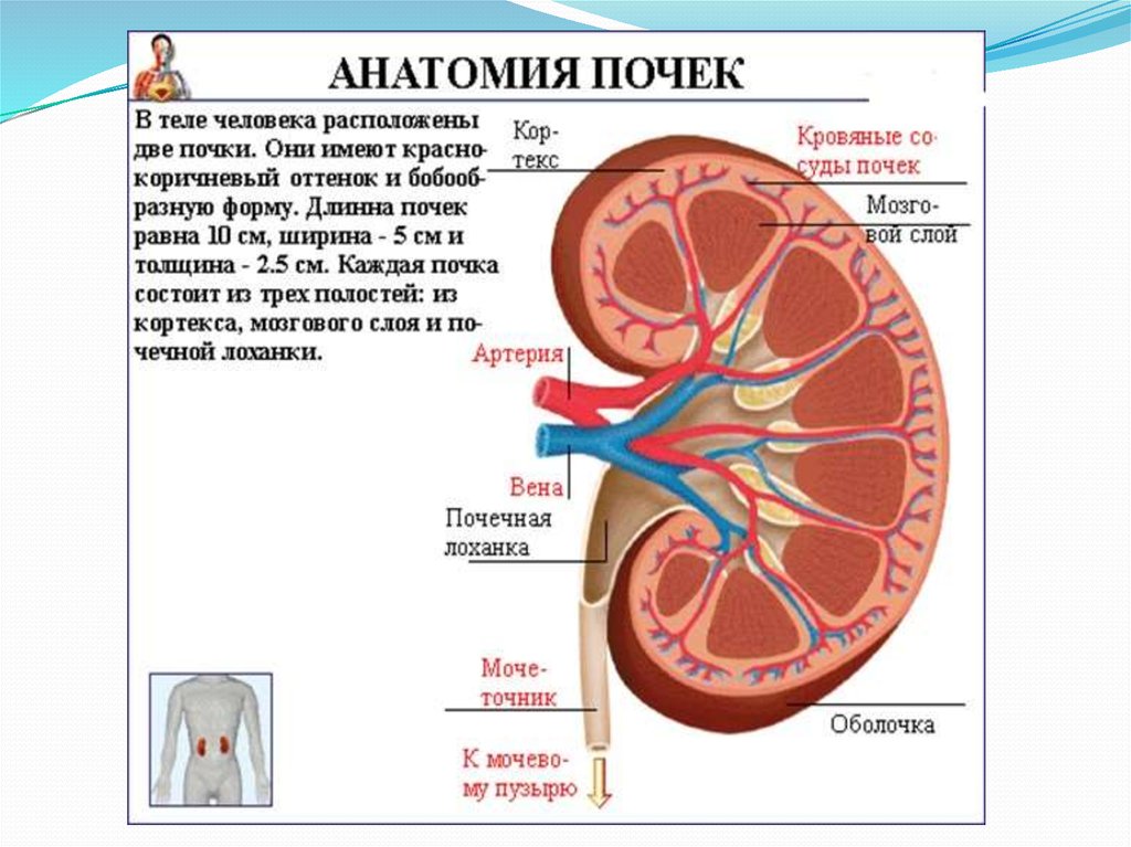 Картинка почки человека с надписями