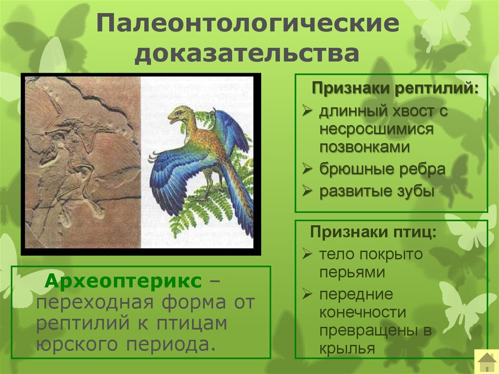 Главные черты отличия птиц от пресмыкающихся. Доказательство что Археоптерикс это переходная форма. Палеонтологические доказательства эволюции Археоптерикс. Палеонтология Археоптерикс. Палеонтологические доказательства эволюции переходные формы.