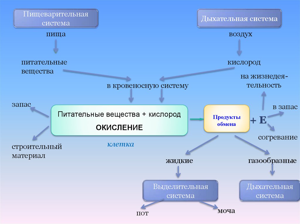 Обмен веществ и энергии физиология презентация