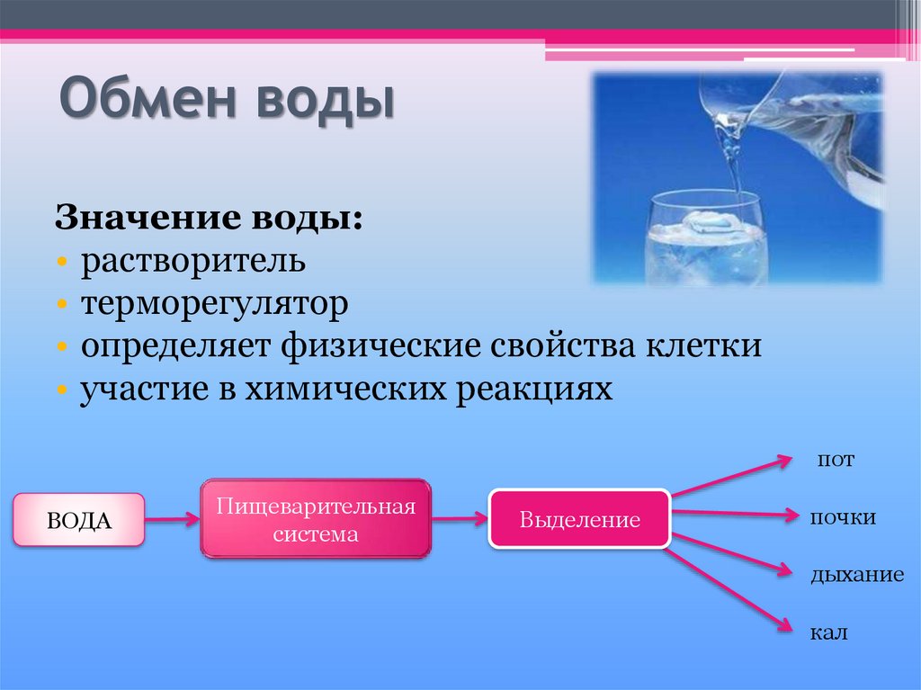 Заполните пропуски в схемах биохимических реакций с участием воды а жировой обмен