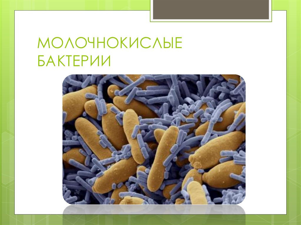 Производство кисломолочных бактерий. Молочнокислые бактерии. Молчоно кислые бактерии. Молочнокислые бактерии под микроскопом. Молочнокислые бактреи.