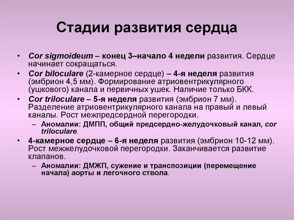 Формирование сердца. Стадии развития сердца. Этапы формирования сердца. Сердце этапы его развития. Начало формирования сердца.