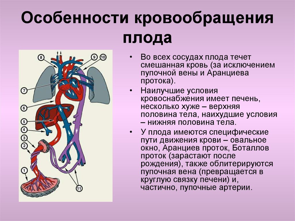 Сосуды плода рисунок