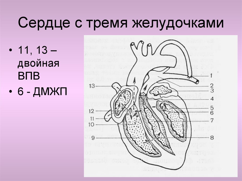 В правый желудочек сердца человека поступает. Желудочек сердца. Строение желудочков сердца.