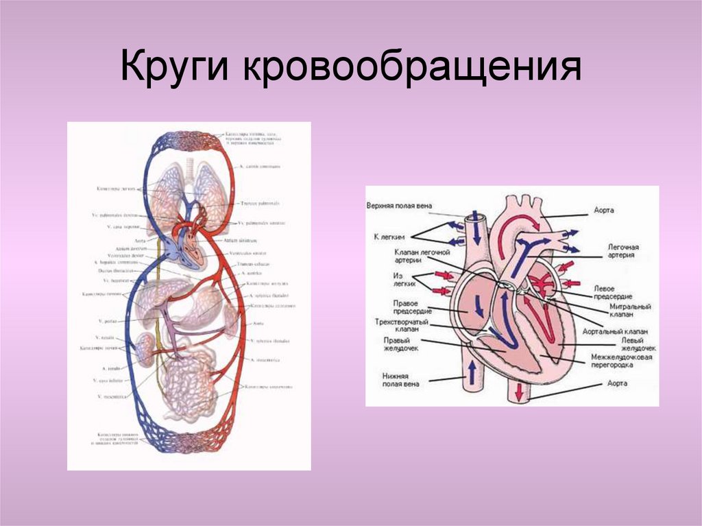 Круги кровообращения названия. Сердце человека схема большой круг кровообращения. Строение сердца большой круг кровообращения. Схема большого круга кровообращения у человека анатомия. Малый круг кровообращения схема сердца.