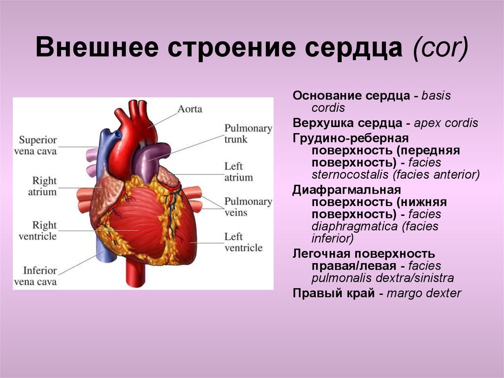 Сердце человека состоит из. Сердце наружное строение вид спереди и сзади. Внешнее строение сердца вид спереди. Строение сердца снаружи анатомия. Сердце вид спереди грудино реберная поверхность.