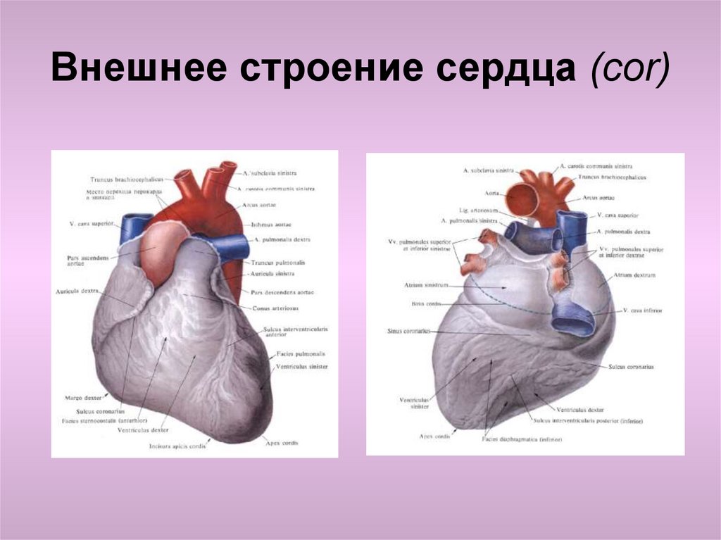 Наружное сердце. Внешнее строение сердца анатомия. Строение сердца спереди и сзади. Строение сердца человека вид спереди. Сердце наружное строение вид спереди и сзади.