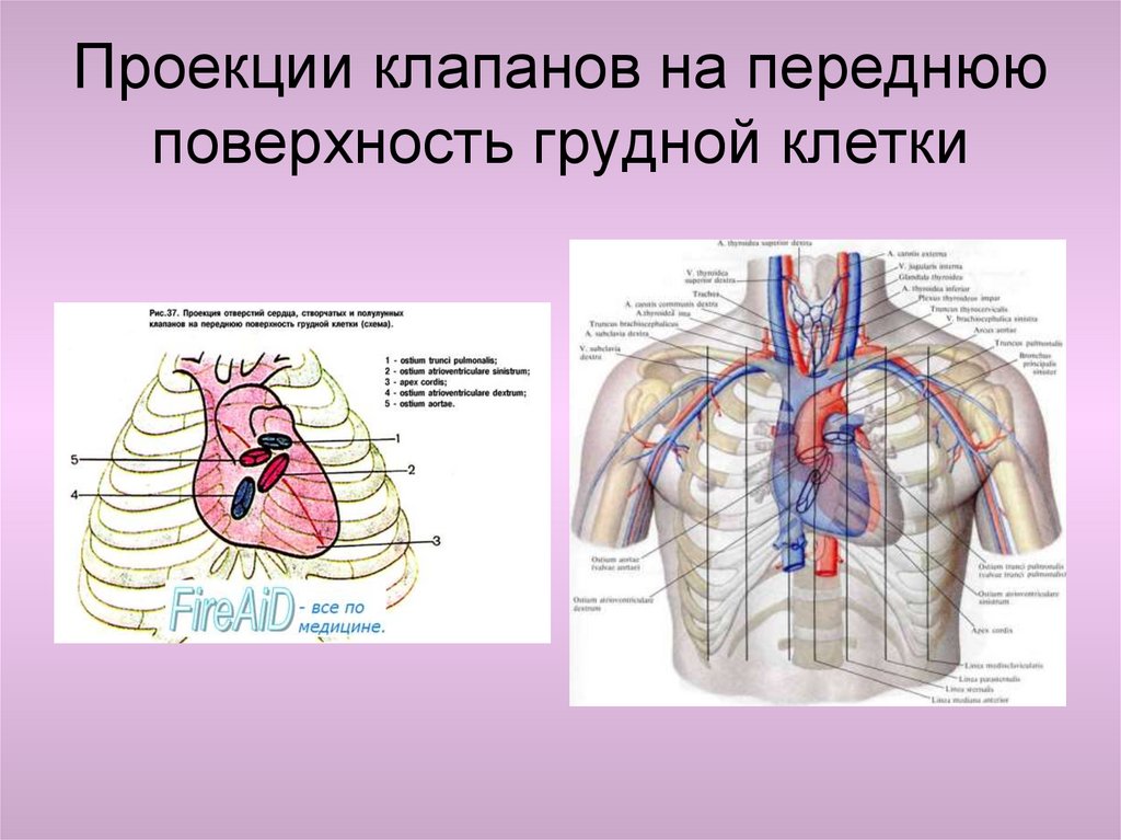 Клапаны сердца на грудной клетке