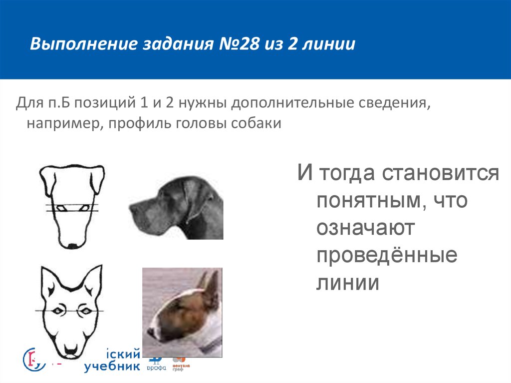 Огэ биология собака. Клинообразная форма головы у собак. Формы лба у собак. Клинообразная и скуластая форма головы у собак. Клинообразная морда у собаки.