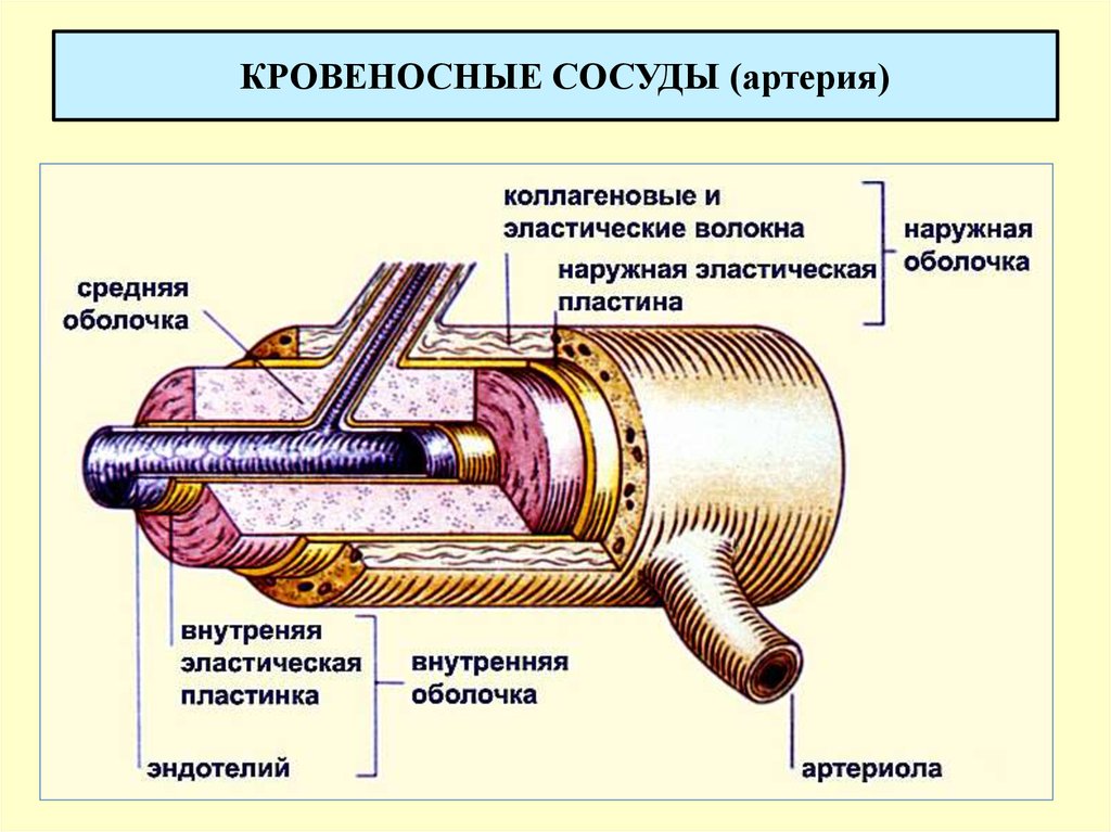 Строение кровеносных сосудов рисунок. Строение вены в разрезе. Строение оболочки кровеносного капилляра. Артерия в разрезе. Сосуд в разрезе.