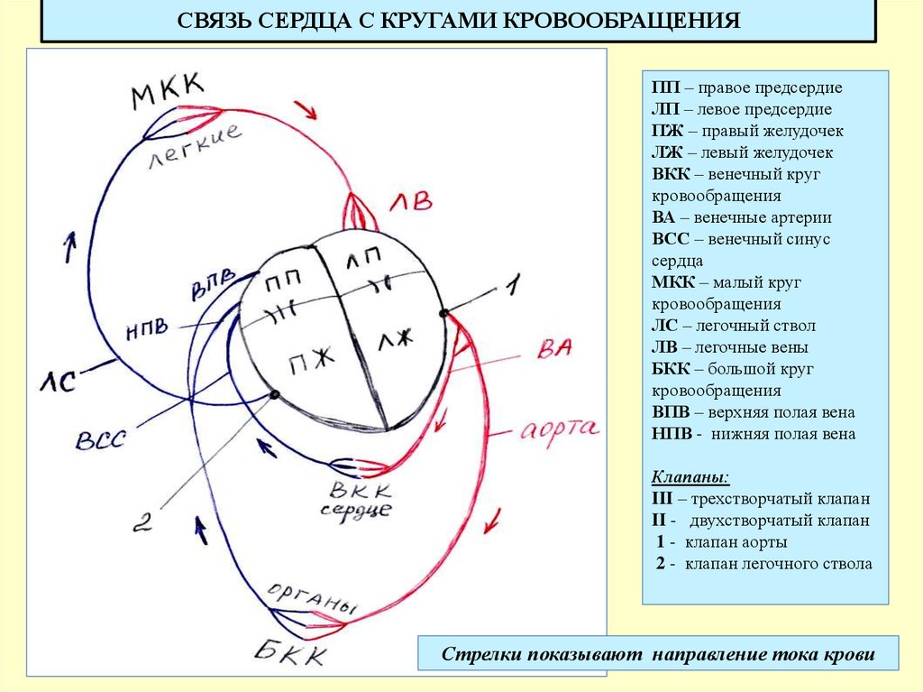 Круги кровообращения сердца. Связь сердца с кругами кровообращения. Схема сердца круг. Камеры сердца и их связь с кругами кровообращения.