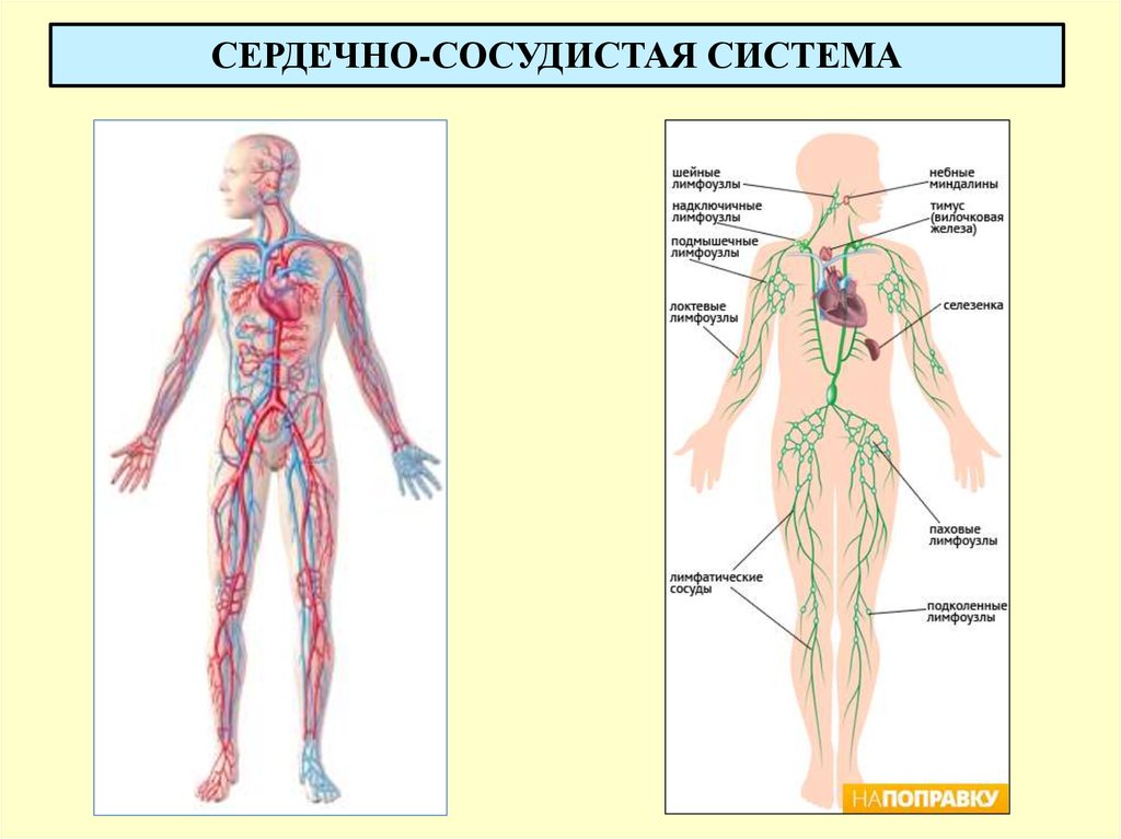 Лимфоузлы расположение схема у взрослых. Сосудистая система. Сердечно-сосудистая система человека схема. Надключичные лимфатические узлы анатомия. Кросеноснососудистая система.