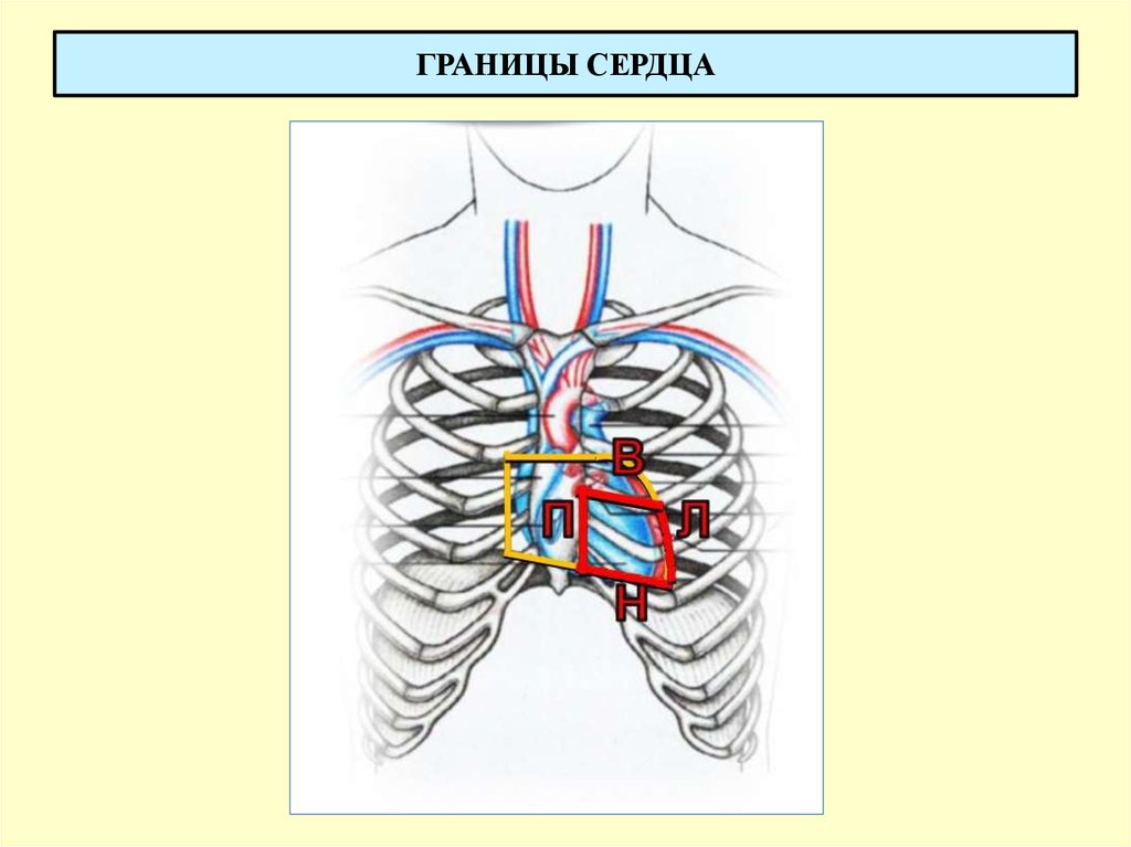 Границы сердечной. Границы сердца. Границы расположения сердца. Левая граница сердца. Сердце границы сердца.