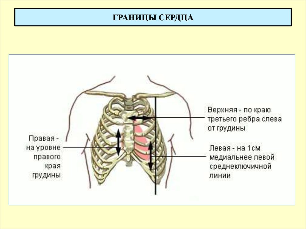 Границы сердца рисунок