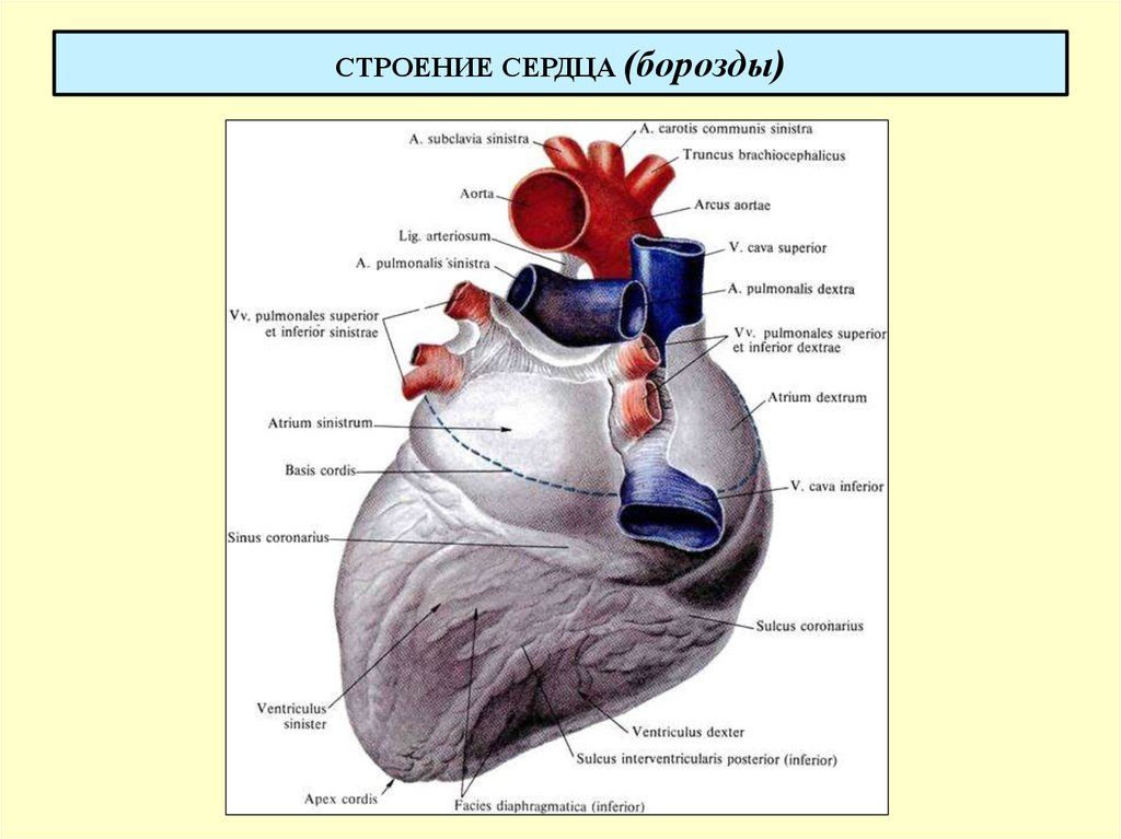 Строение поверхности. Строение сердца сзади. Венечная борозда сердца анатомия. Сердце наружное строение вид спереди и сзади. Внешнее строение сердца вид сзади.