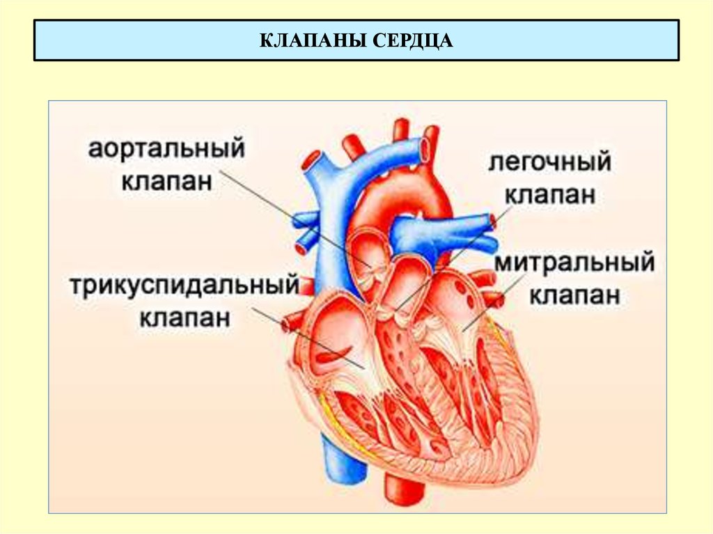 Какой цифрой на рисунке обозначен митральный клапан