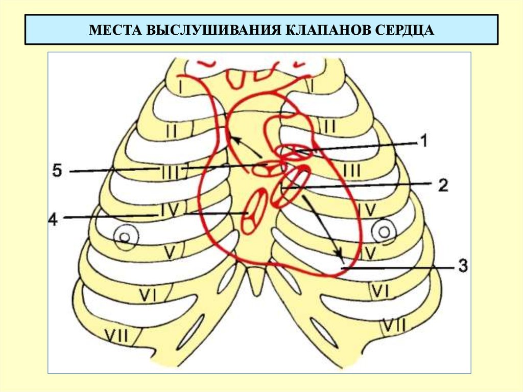 Клапаны сердца на грудной клетке. Схема проекции клапанов сердца. Аускультация сердца проекция клапанов. Проекция границ и клапанов сердца на переднюю грудную стенку. Проекция клапанов сердца на грудную клетку схема.