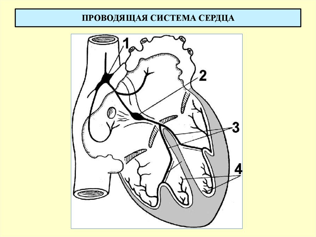 Сердечный проводить. Проводящая система сердца. Автоматия сердца.. Схема проводящей системы сердца физиология. Проводящая система сердца автоматизм. Проводящая система сердца простая схема.