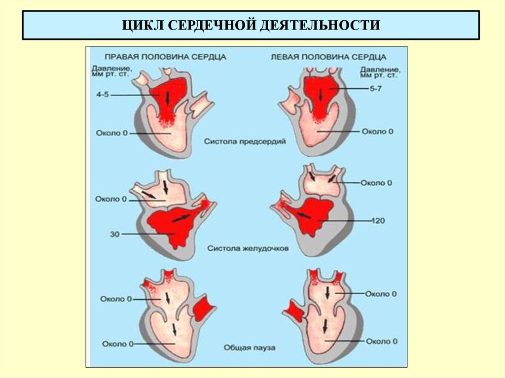 Как изменяется сердечный цикл во время физической. Цикл сердечной деятельности схема. Сердце фазы сердечной деятельности. Фазы сердечной деятельности схема. Цикл сердечной деятельности анатомия.