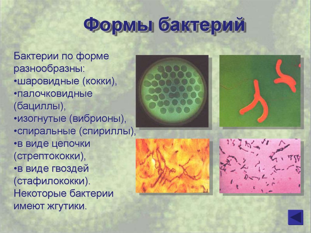 Сообщение по биологии бактерии. Вибрионы стафилококки бациллы спириллы. Разные формы бактерий. Форма жизни бактерий. Разнообразие микроорганизмов.