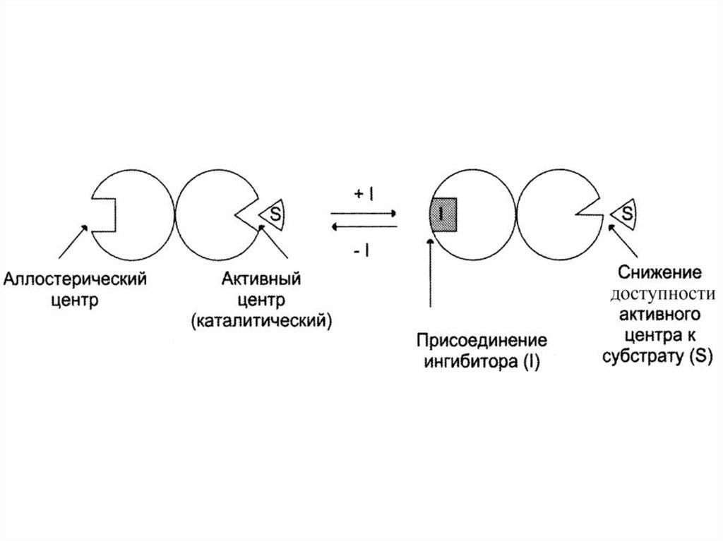 Аллостерическая регуляция активности ферментов