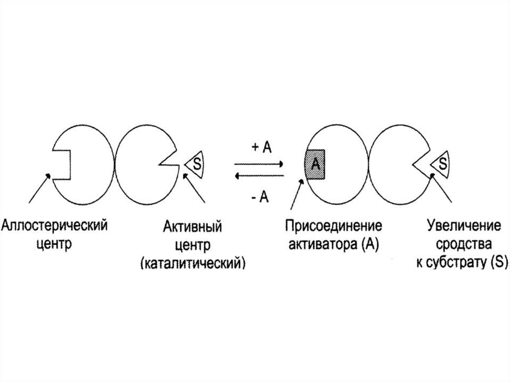 Аллостерическая регуляция активности ферментов