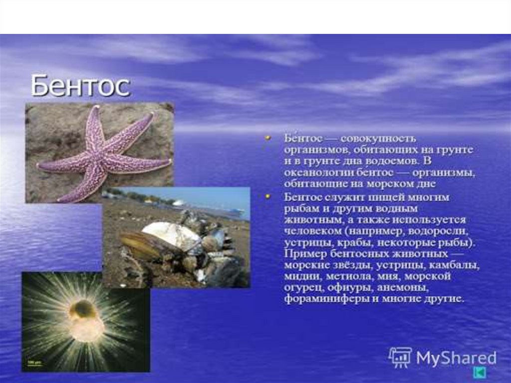 Жизнь в океане доклад 6 класс география. Нектон и бентос. Планктон и бентос. Нектон Нейстон бентос. Зоопланктон Нектон и бентос.