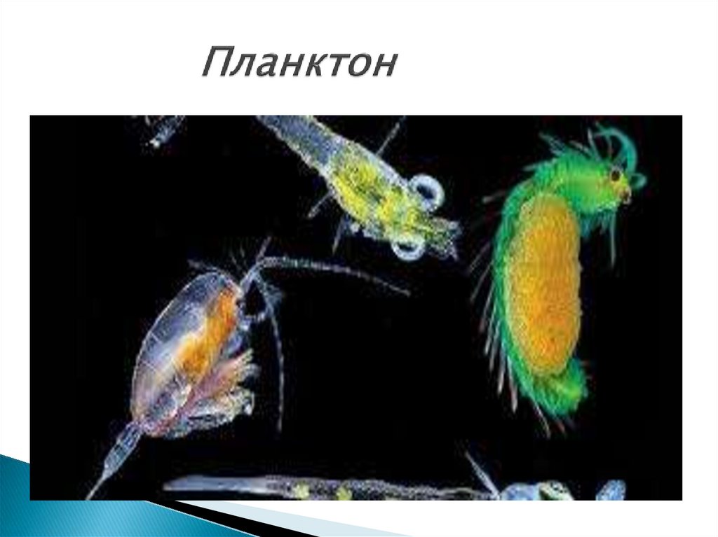 Планктон. Размер фитопланктона. Планктон это организмы