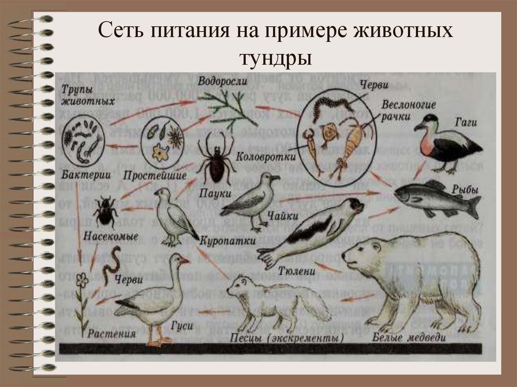 Изучите фрагмент экосистемы тундры представленный на рисунке и выполните задания