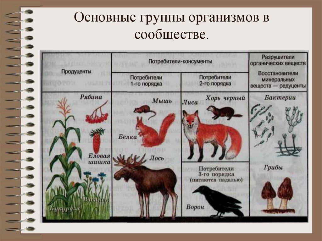 Сообщества биология 9 класс презентация