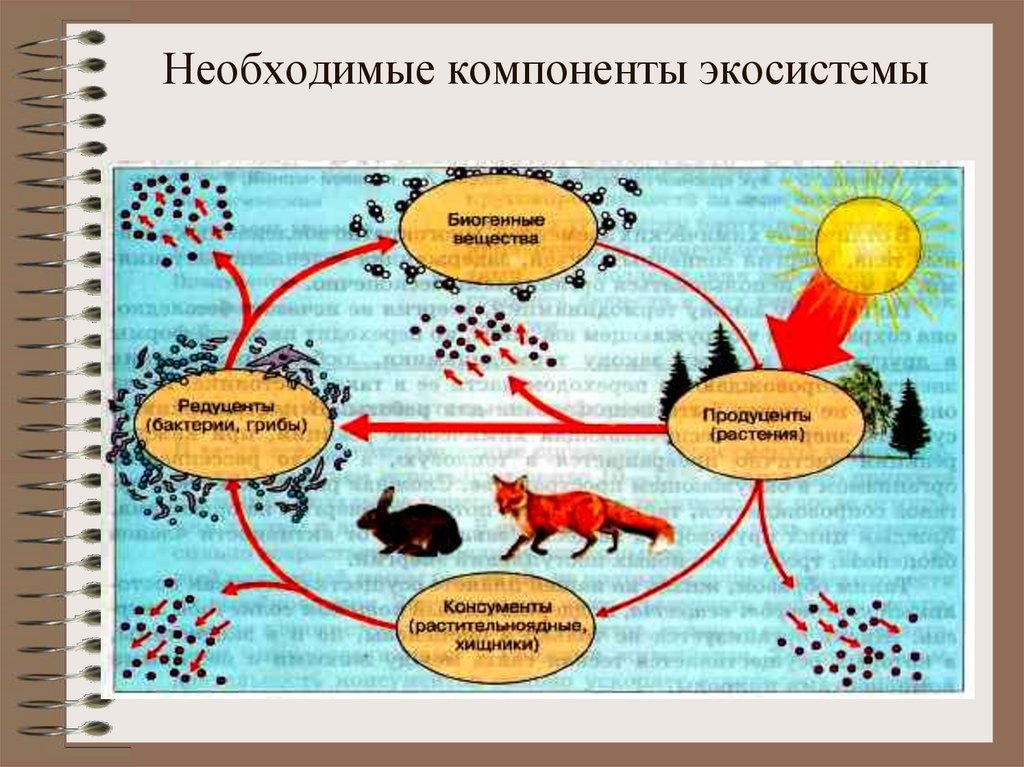 Схема круговорота веществ на лугу 3 класс