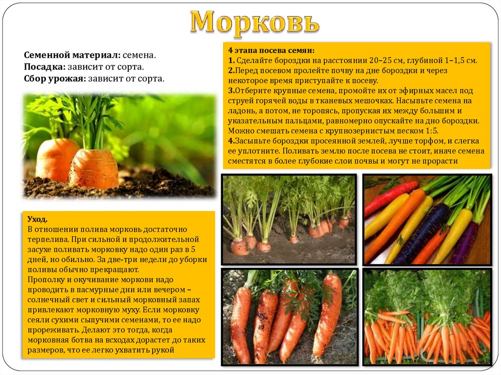 Сколько растет морковь. Глубина посева семян моркови. Семена моркови глубина посева семян. Название семян моркови. Сорта моркови для посадки.