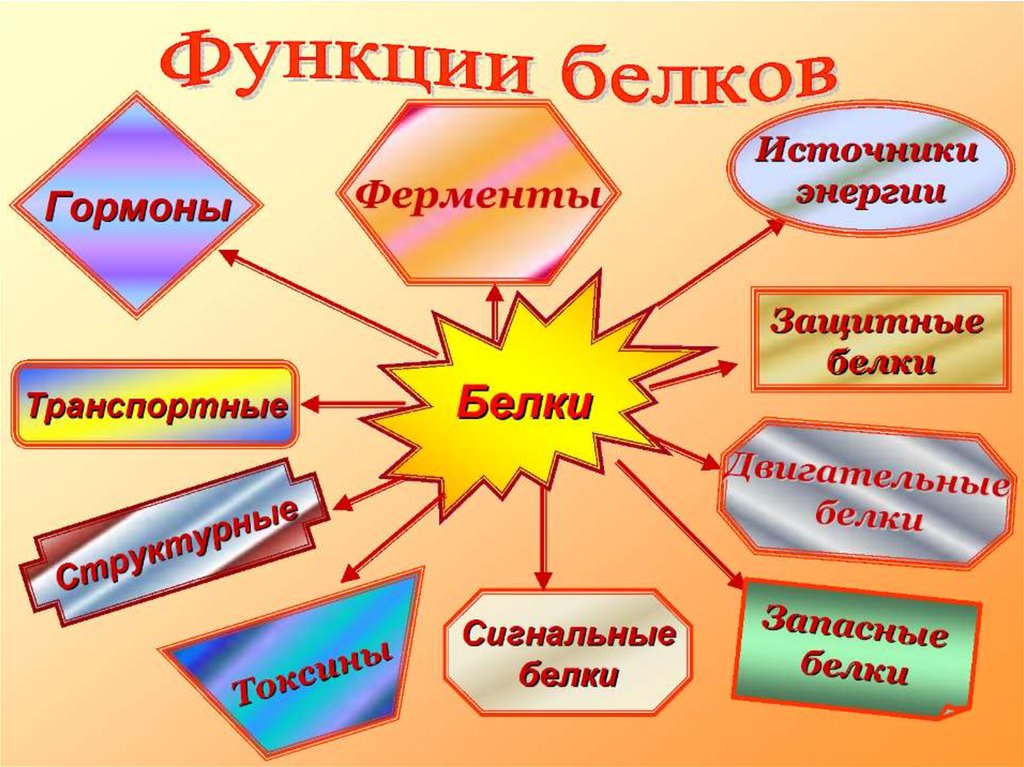 Презентация белки основа жизни