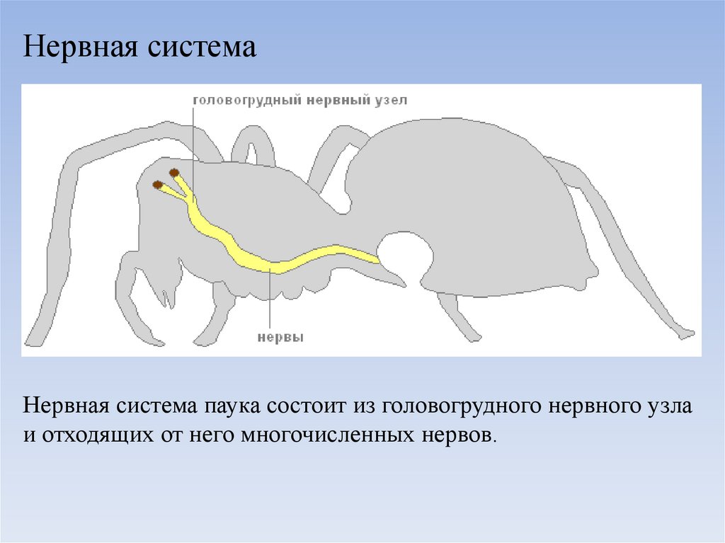Паук крестовик замкнутая или незамкнутая. Строение нервной системы паукообразных. Строение нервной системы паука. Нервная система паукообразных 8 класс. Нервная система система паука крестовика.