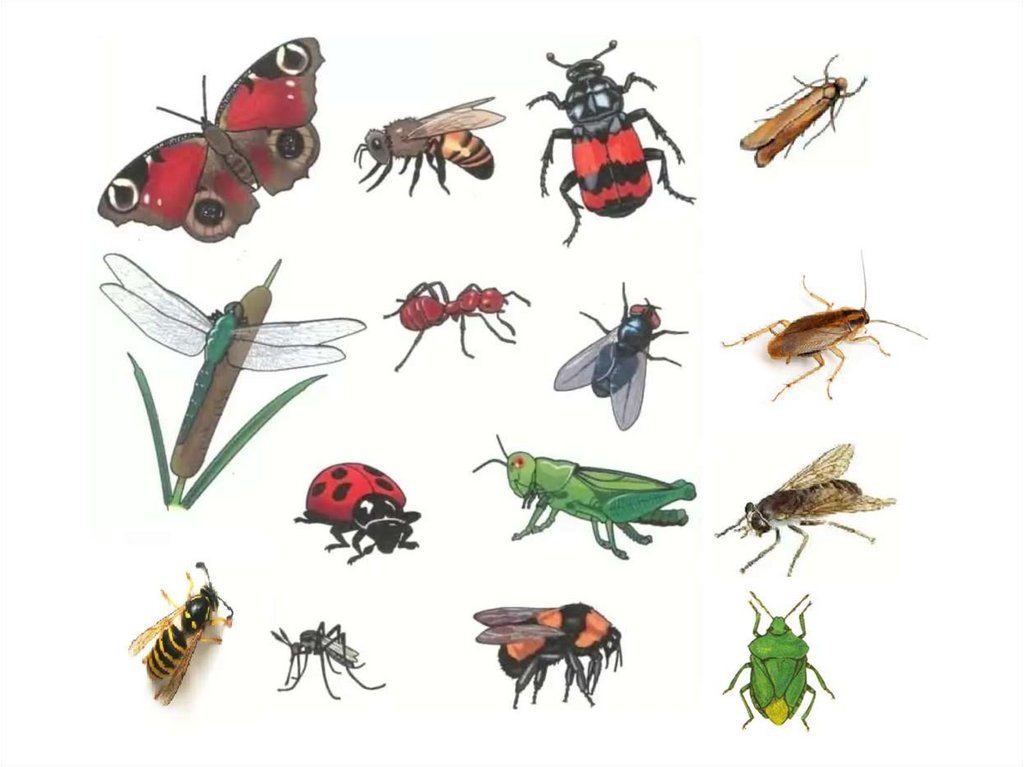 Насекомые урок 1 классе. Насекомые для дошкольников. Насекомые для ДОШКОЛЬНИКЛ. Группа животных насекомые. Детям о насекомых подготовительная группа.