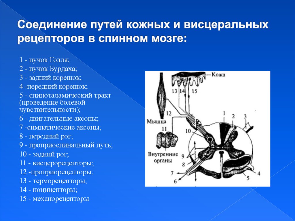 Висцеральный анализатор презентация