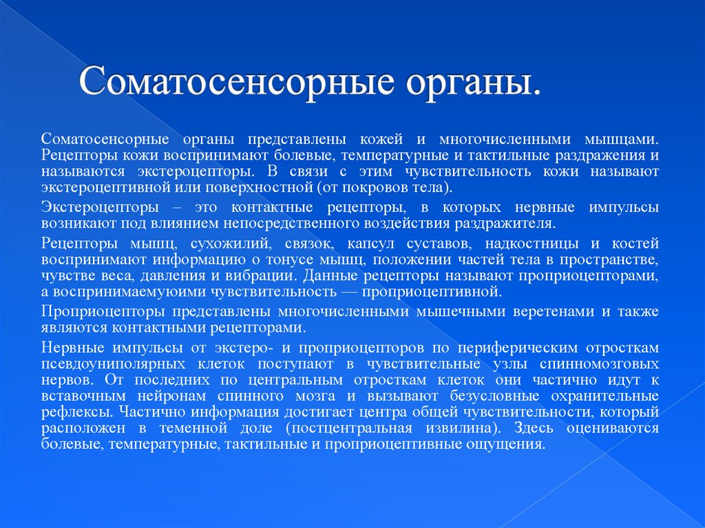 Соматосенсорная температура. Соматосенсорные органы. Соматосенсорные органы кожа. Соматосенсорные органы кожа презентация. Соматосенсорная чувствительность.