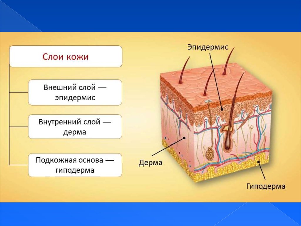 Какие функции выполняет образование кожи. Слой 1) эпидермис 2) дерма 3) гиподерма. Эпидермис дерма гиподерма строение и функции. Слои кожного Покрова эпидермис. Структура трех слоев кожи.