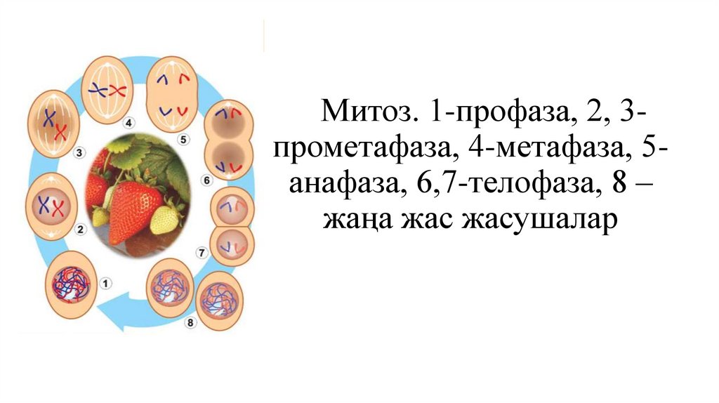 Митоз. 1-профаза, 2, 3-прометафаза, 4-метафаза, 5-анафаза, 6,7-телофаза, 8 – жаңа жас жасушалар