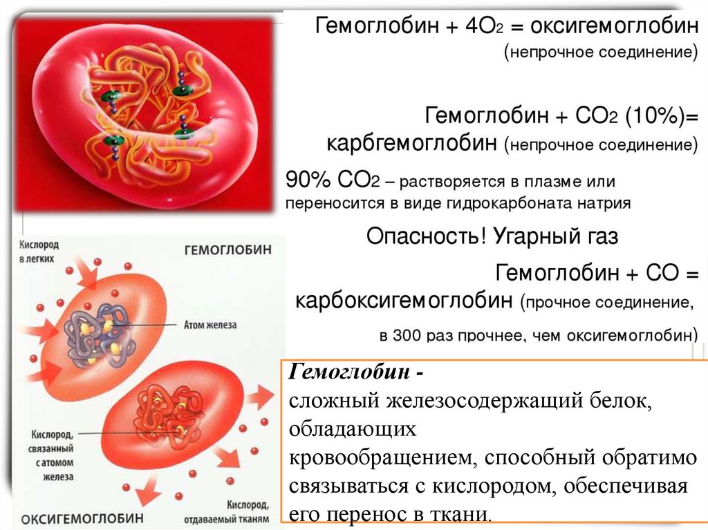 Гемоглобин образуется в результате. Функции гемоглобина в крови. Что такое гемоглобин у человека. Гемоглобин его функции в организме. Состав гемоглобина крови.