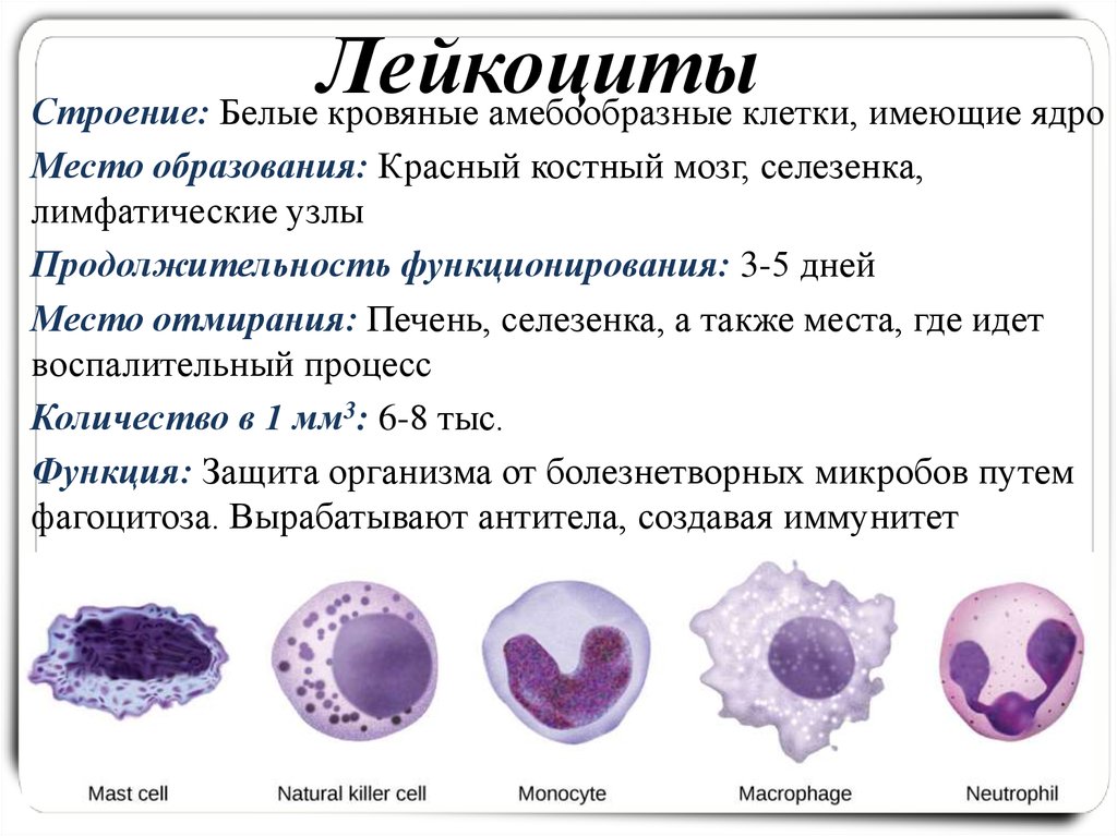 Элементы белой крови. Клеточная структура лейкоцитов. Лейкоциты строение и функции. Форма лейкоцитов в крови человека. Какие у лейкоцитов функции и строение.