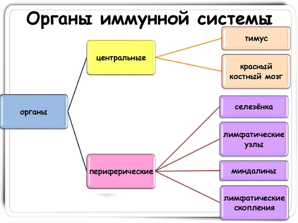 Иммунная система человека схема