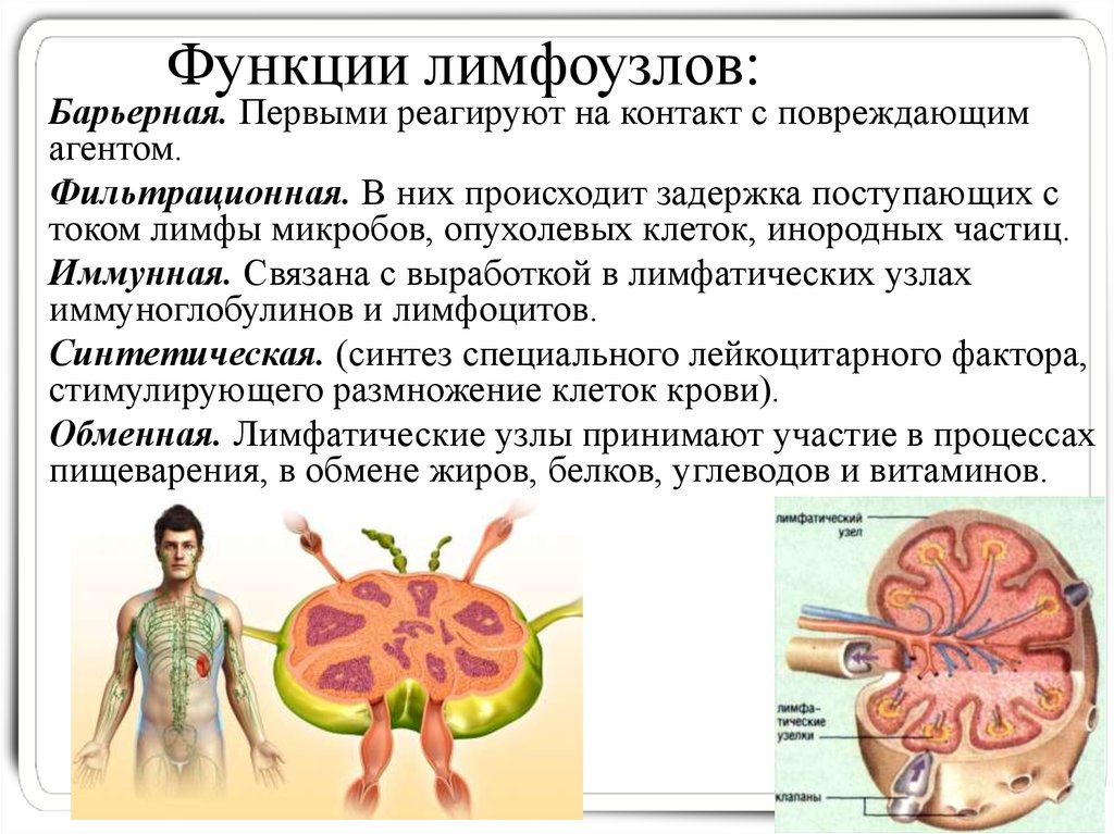 Барьерная функция органов. Функции лимфоузлов. Основные функции лимфатических узлов. Лимфатический узелфукции. Строение и функции лимфатических узлов анатомия.