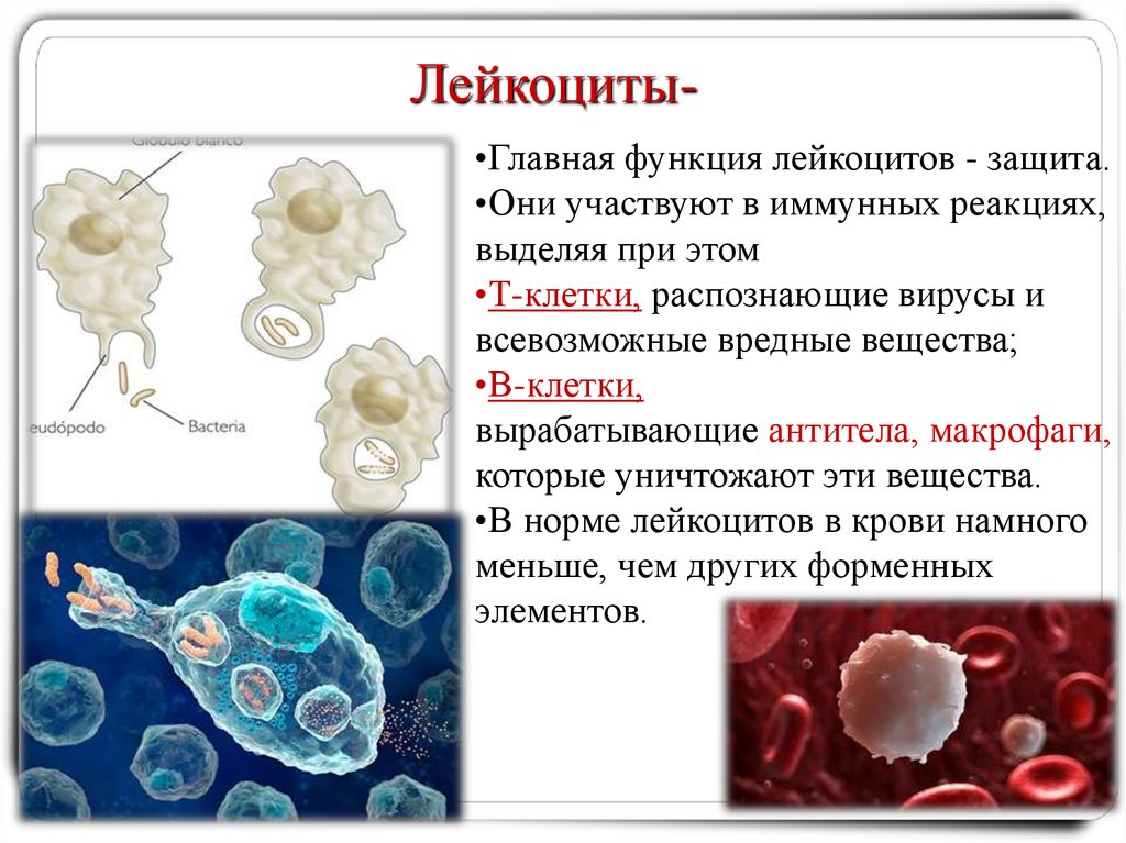 Где формируются клетки крови. Лейкоциты образование антител. Лейкоциты биология 8 класс. Лимфоциты фагоцитоз. Роль лейкоцитов в иммунной реакции организма.