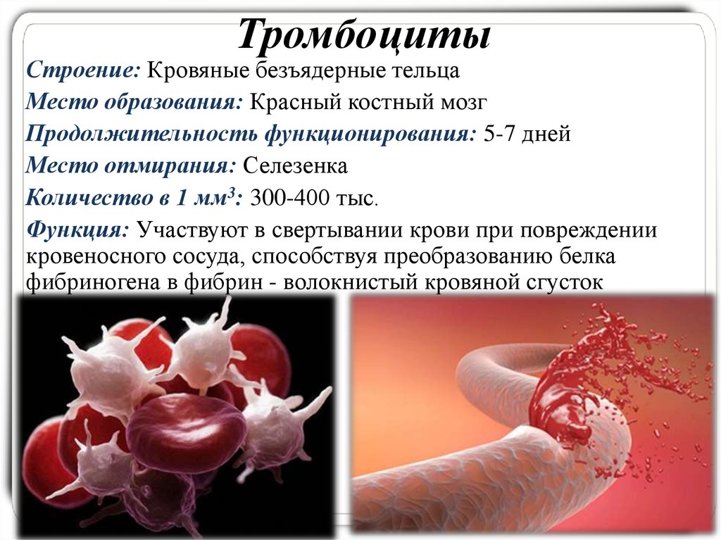 Гранулы тромбоцитов содержат. Тромбоциты строение и функции. Тромбоцит строение тромбоцитов. Строение и функции тромбоцитов человека. Структура и функции тромбоцитов.