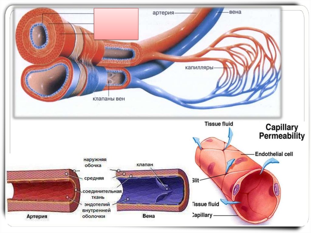 Три слоя артерий. Строение стенки артерии и вены капилляры. Кровеносные сосуды Вена артерия капилляр. Строение сосудов артерия Вена капилляр. Строение кровеносных сосудов Вена.