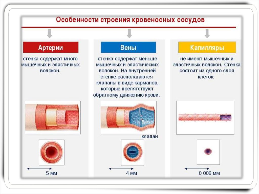 Слои кровеносных сосудов. Толщина стенок артерии вены капилляры. Строение артерий вен и капилляров таблица. Схема строения стенки артерий вен капилляров. Стенка содержит меньше мышечных волокон.